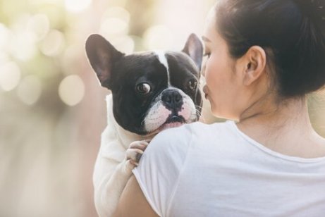Adoptere en ny hund som denne Boston Terrier
