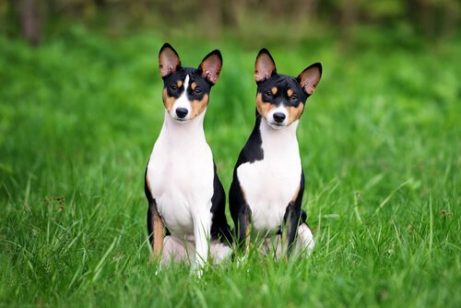 Basenji, hunden som ikke bjeffer