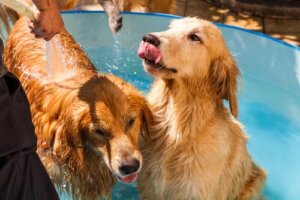 Cologne og parfyme til hunder: positivt eller negativt?