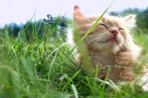 3 tips for å holde katten din avkjølt om sommeren