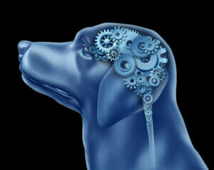 Kan hunder lide av tvangslidelser?