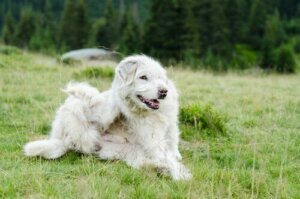 De vanligste parasittene hos hunder