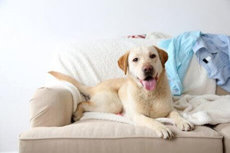 En hund som sitter i sofaen