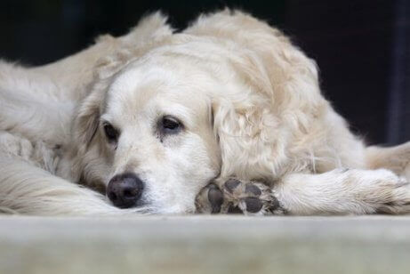 hund syk med Leishmaniasis