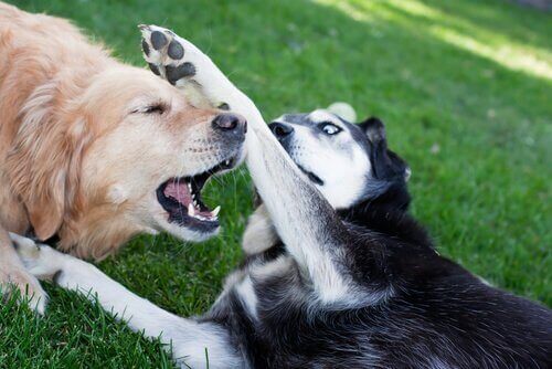 Hundekamper: Undergrunns dyremishandling