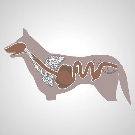 Fordøyelsessystemet hunder