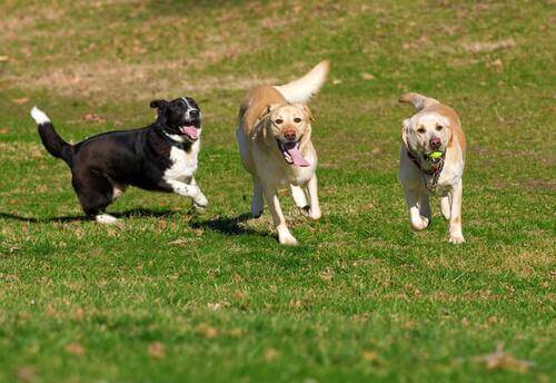 Hva du bør vite før du tar hunden din med i parken