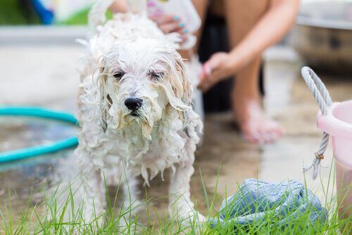 Hund blir badet ute av eieren sin