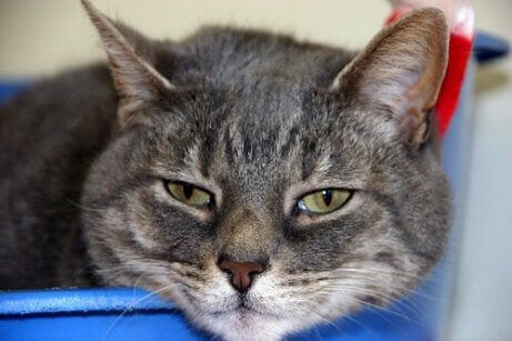 En søvnig katt som legger seg