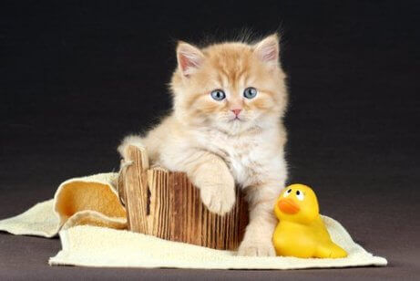 En katt med en badeand
