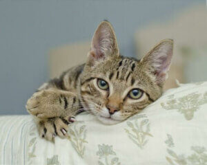 Hvorfor du aldri skal fjerne klørne til katten din