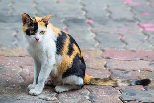 Forlatte dyr: Hver fjerde minutt blir en hund eller katt mistet eller forlatt