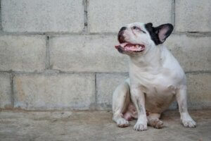 Hvordan forebygge og behandle leishmaniasis hos hunder