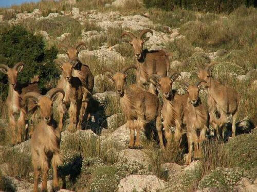 Er mankesauen egentlig en invaderende art?