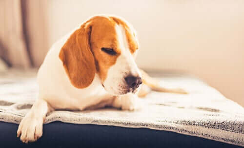 Matforgiftning hos hunder viser seg som en rekke symptomer.