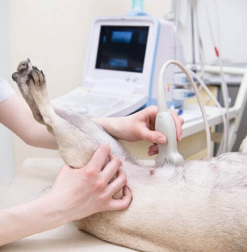 Ultralyd av valper hos veterinær