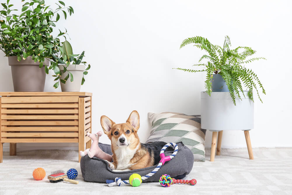 Leker for å holde hunden din frisk