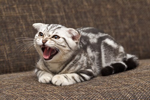 Hvordan du kan vite om katten din er sint