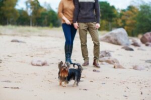 Hvorfor er hunden min sjalu på partneren min?