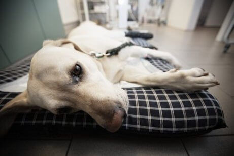 hund syke med Leishmaniasis