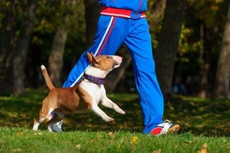 En hund som trener i parken