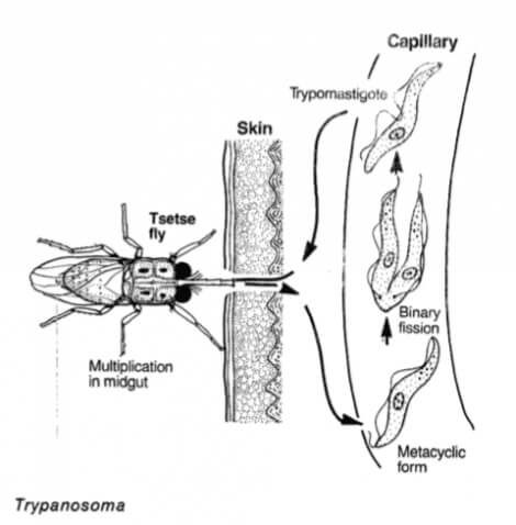 Trypanosoma