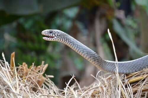 vomeronasale organet