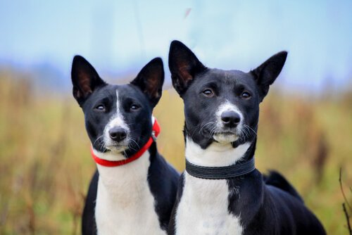 Beskytt ørene til hunden din i løpet av sommeren