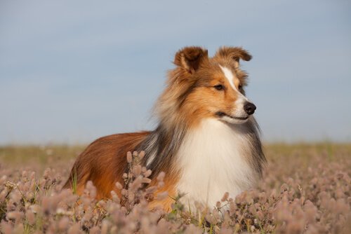 En hund på en blomstereng.