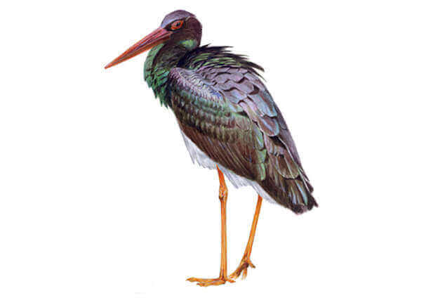 En svart stork med en hvit mage.