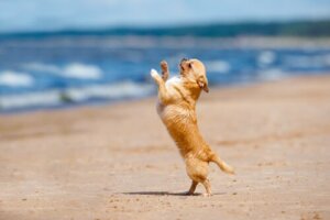 Har du noen gang hørt om hundedansing?