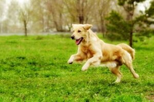 Ideer til fysiske aktiviteter for å få hunden din i form