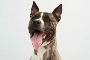 Effektene av ulovlige hundekamper