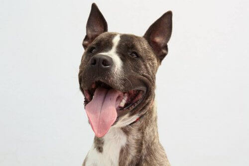 Effektene av ulovlige hundekamper
