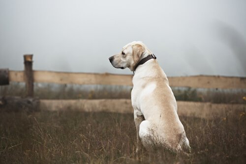 En hund
