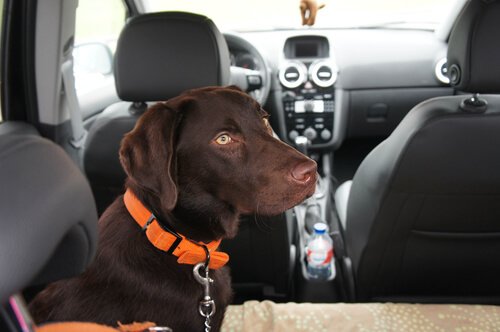Forlate hunden din i bilen