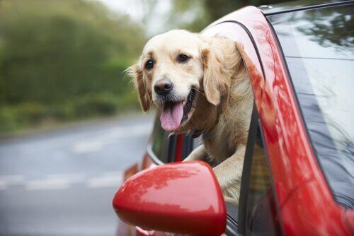 Hund ser ut av vinduet