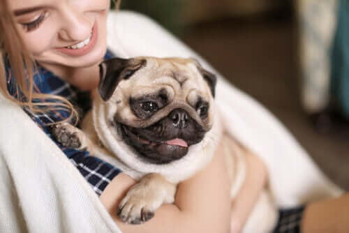 En mops som blir holdt av sin eier