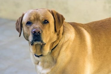 En overvektig hund