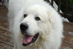 Alt om den fantastiske hunderasen pyreneerhund