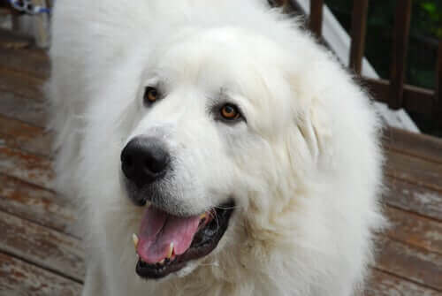 Alt om den fantastiske hunderasen pyreneerhund