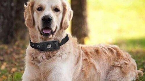 En smarttelefon for hunder: Ring dem!