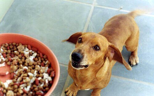 Sulten hund