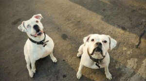 Boxer-hunden som fant et nytt hjem