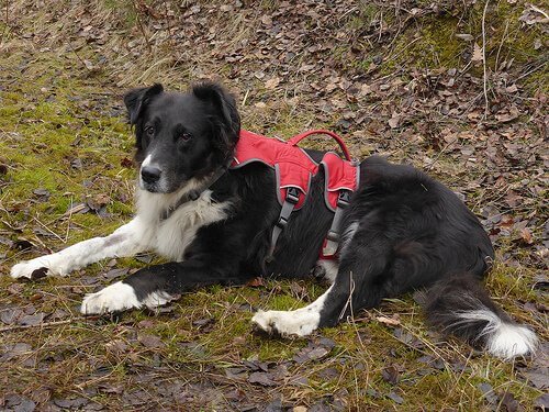 Lammet hund som hviler på bakken
