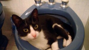 Den fantastiske historien om katten Muki