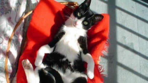 Katten Muki slapper av