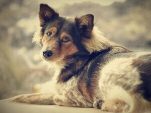 Adopter en hund og si farvel til ensomheten