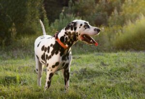 Hunder logrer også med halen om de er triste