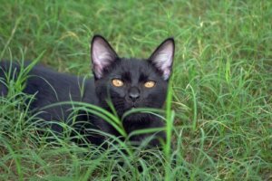 Katterasen bombaykatt, en panter i hjemmet